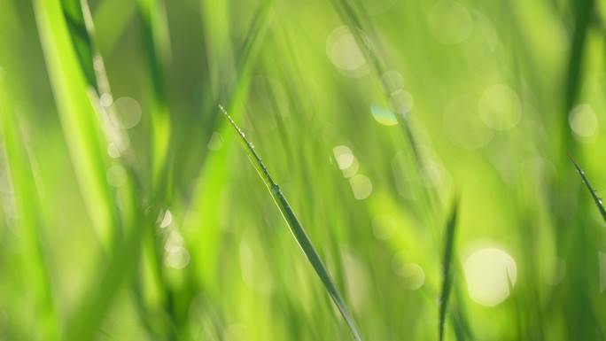 春天来了小草草地和下雨天阳光特写镜头