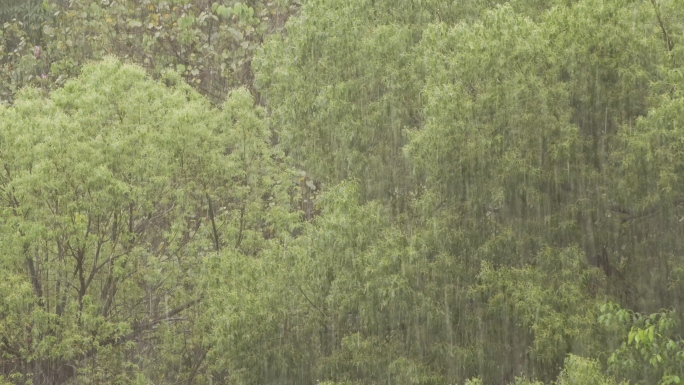 森林里狂风大雨 高清素材