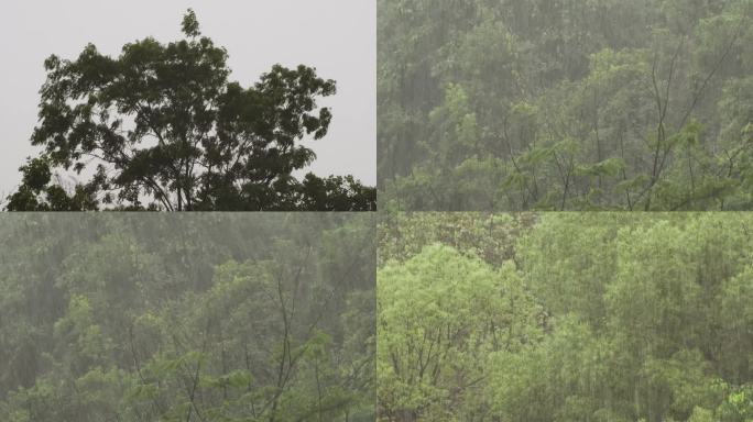 森林里狂风大雨 高清素材