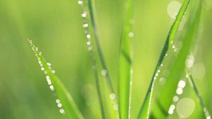 春天来了小草草地和下雨天阳光特写镜头