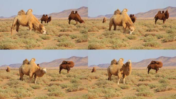 骆驼吃草 双峰驼 骆驼