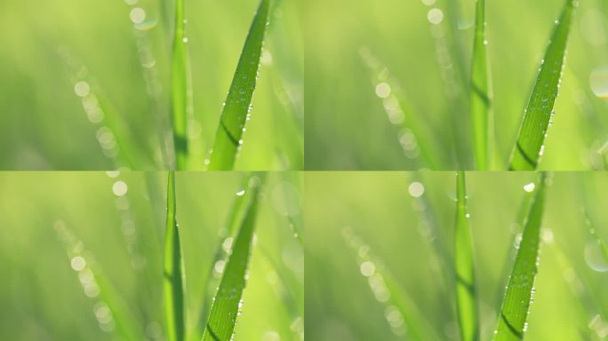 春天来了小草草地和下雨天阳光特写镜头