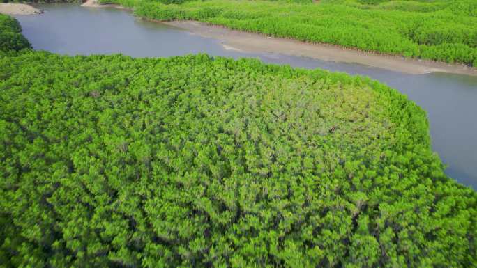 红树林滩涂改造绿色环保绿色公园改造湿地