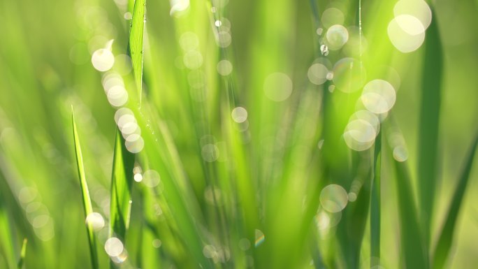 春天来了小草草地和下雨天阳光特写镜头