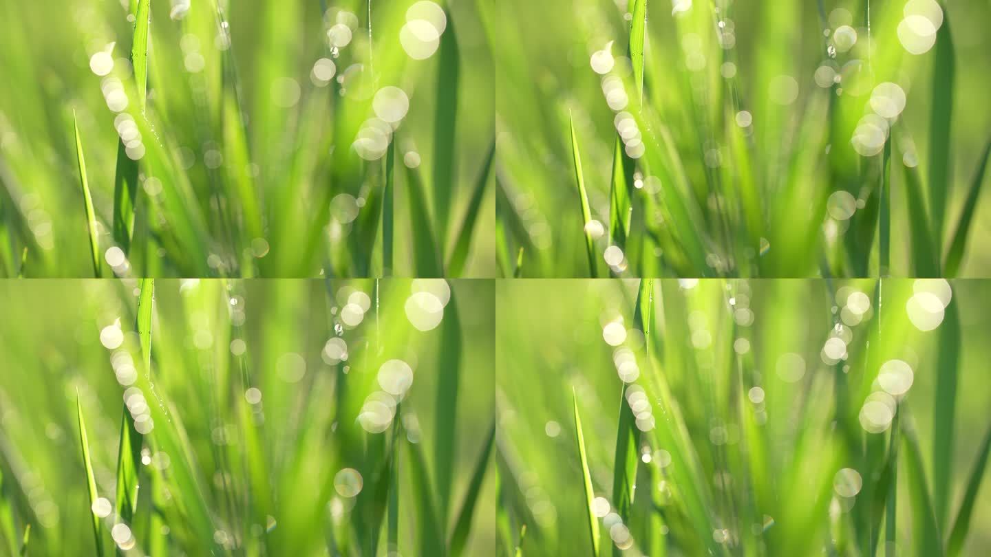 春天来了小草草地和下雨天阳光特写镜头