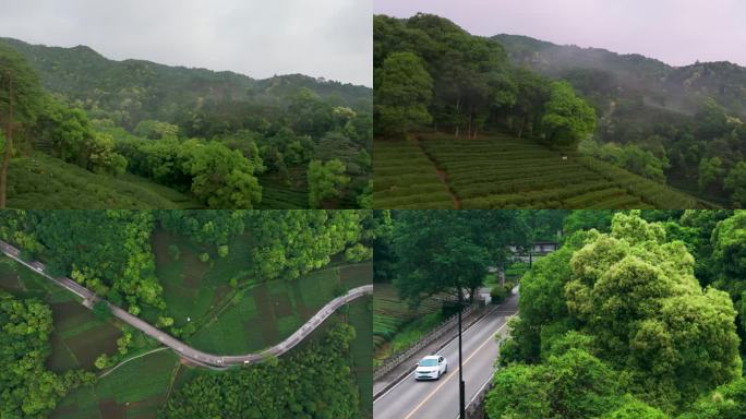 杭州梅家坞梅灵路茶园茶山