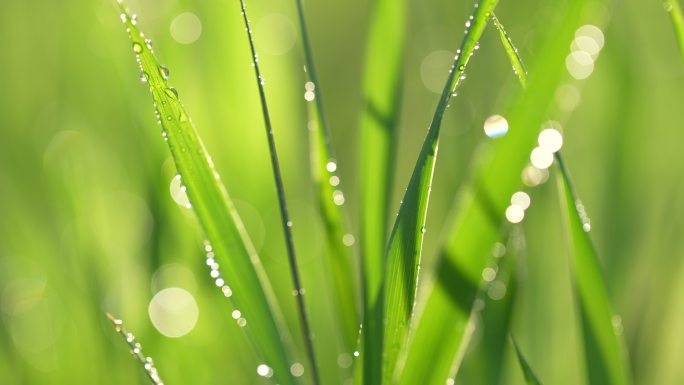 春天来了小草草地和下雨天阳光特写镜头