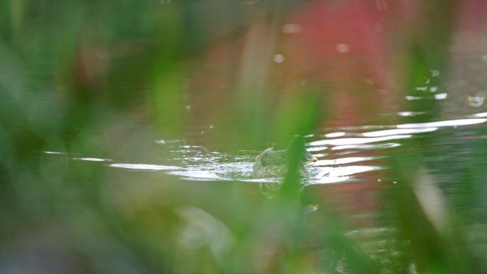 湖中野鸭 西湖野鸭 鸭子戏水