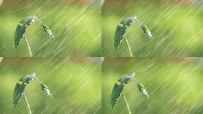 春天来了小草草地和下雨天阳光特写镜头