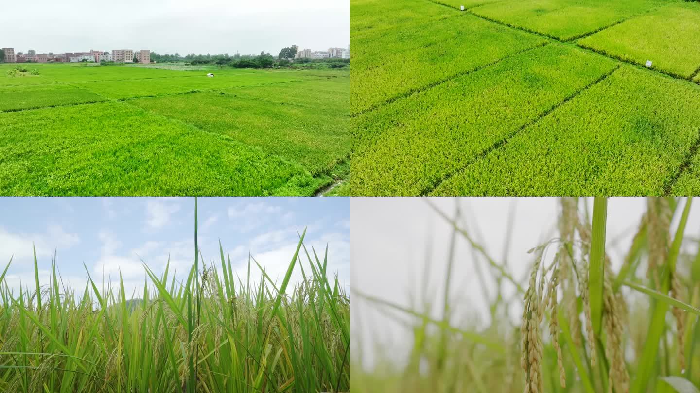 稻谷稻田小满丰收水稻农业大米丰收农田丰收