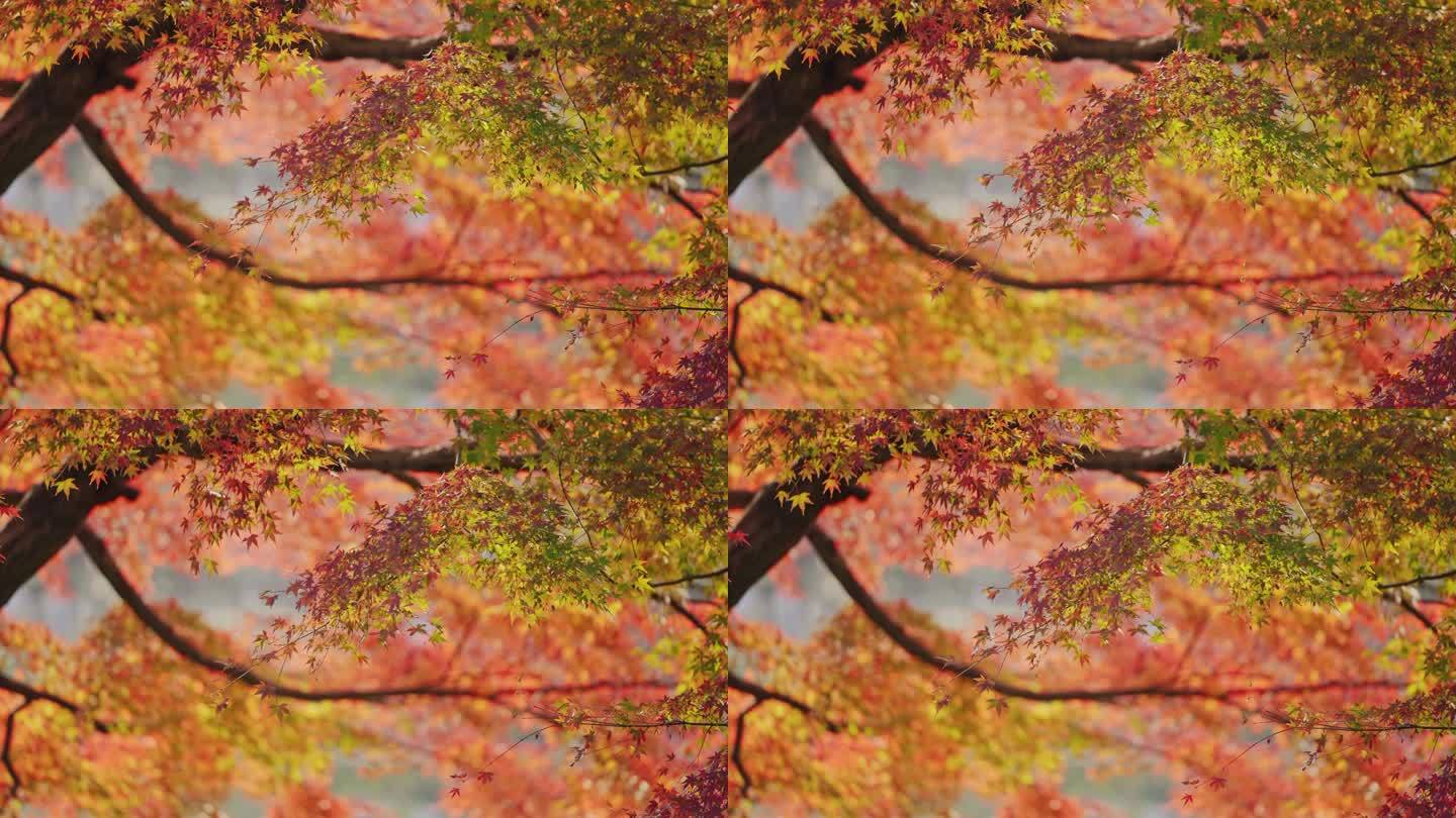 秋天美景红枫