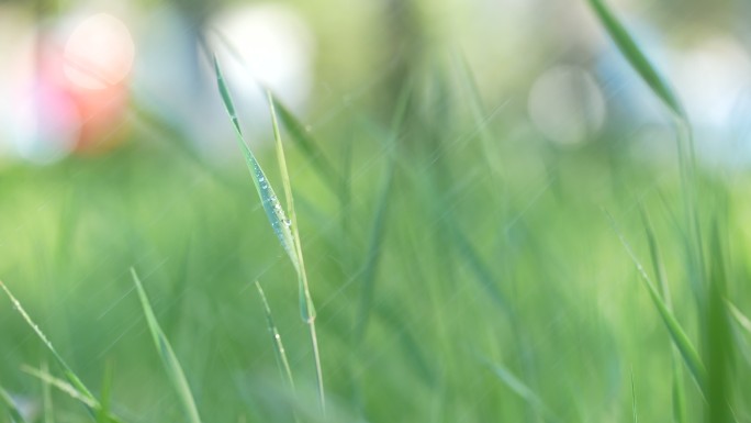 春天来了小草草地和下雨天阳光特写镜头