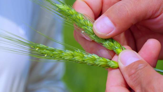 【4K】小麦灌溉 小麦田 小麦技术管理
