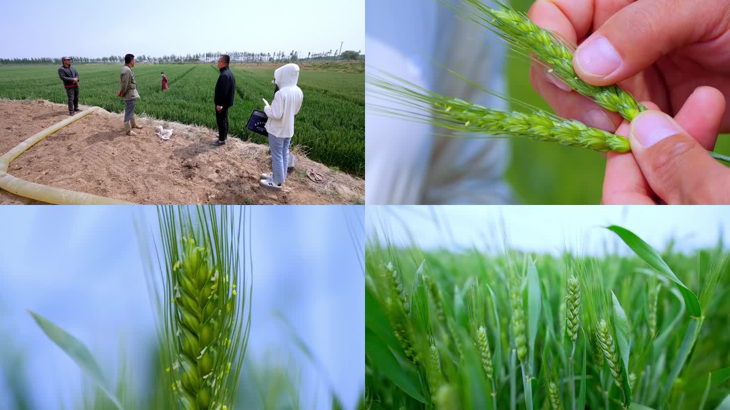 【4K】小麦灌溉 小麦田 小麦技术管理