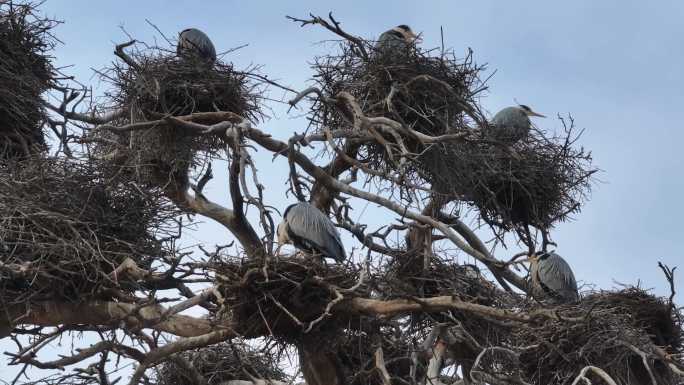 布满鸟巢的大树苍鹭在筑巢育雏