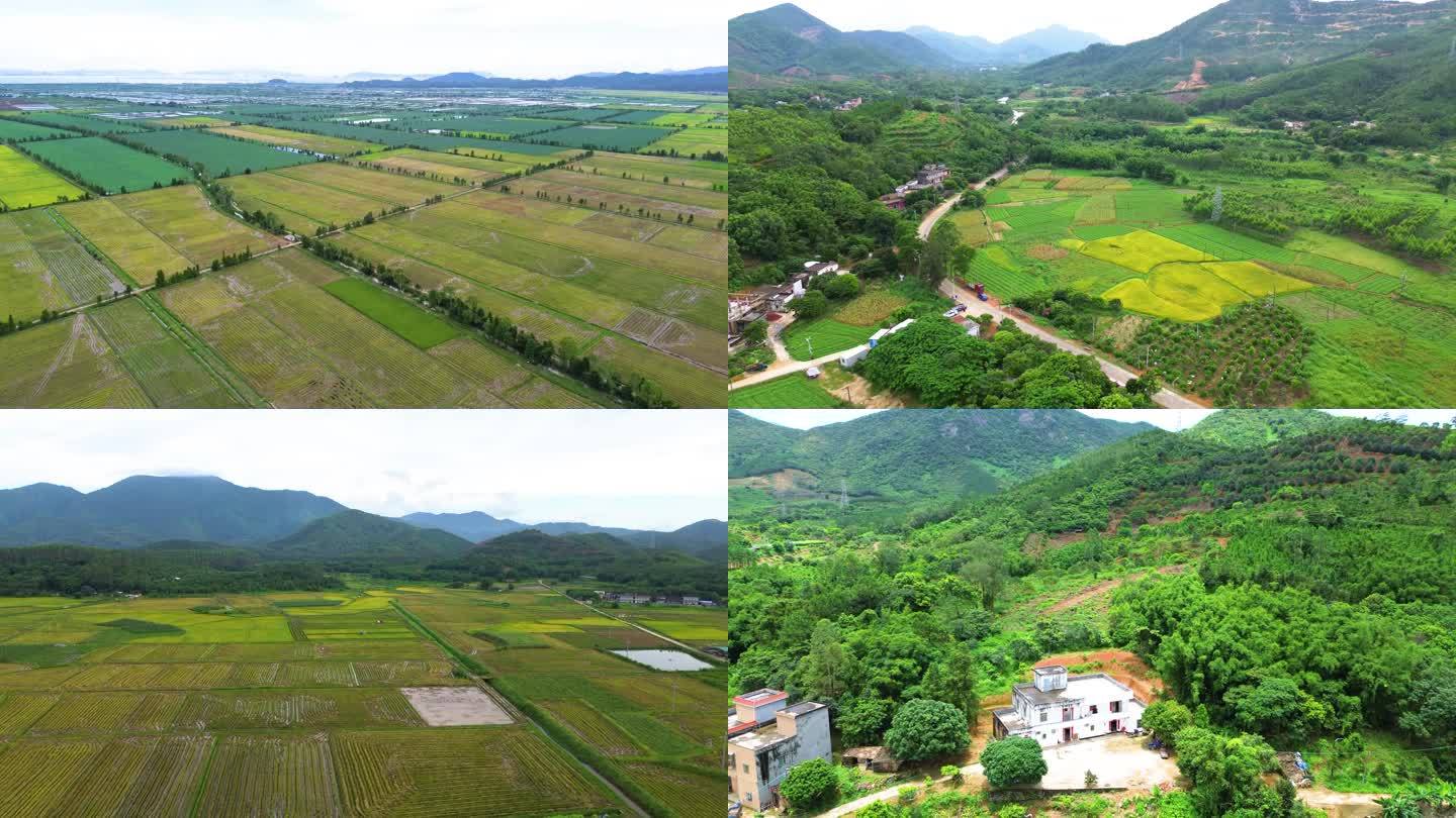 【4K航拍】广东台山村落+水稻 稻田风景