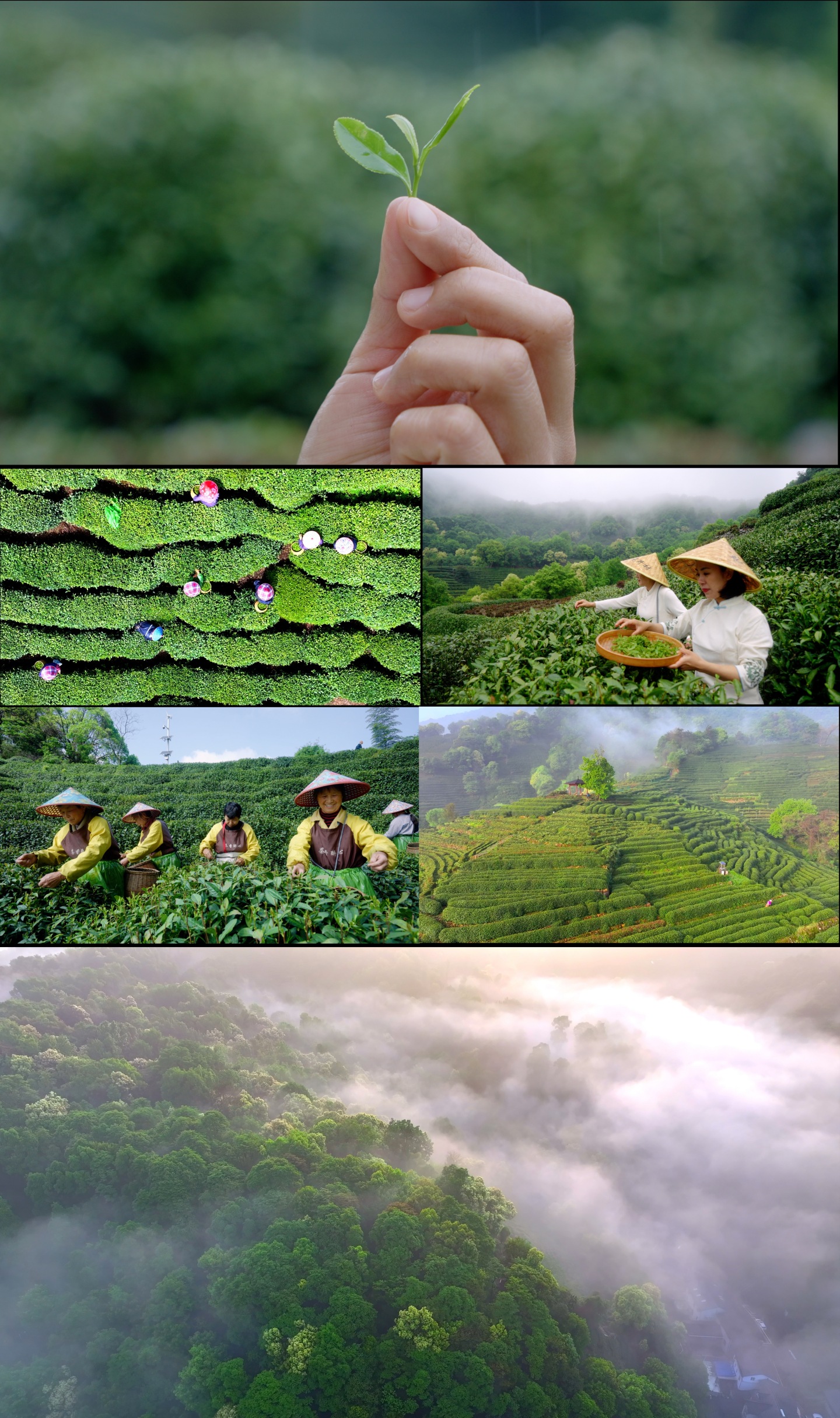 茶园采茶 茶叶种植绿茶