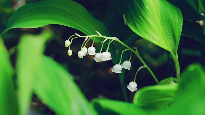 高清实拍春天的铃兰花