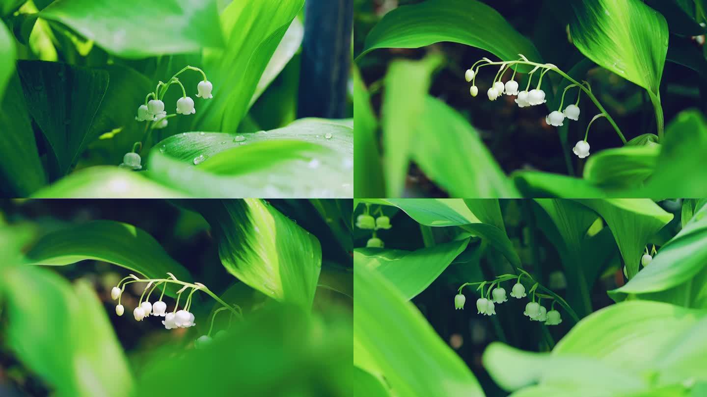 高清实拍春天的铃兰花