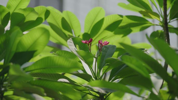 4k 唯美绿植阳光空镜