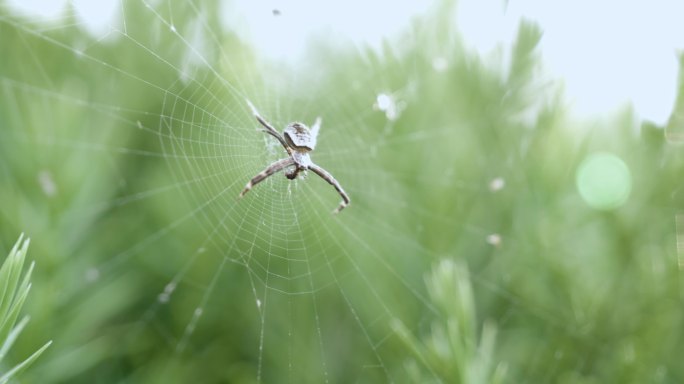 蜘蛛 蛛网 绿色自然原始素材