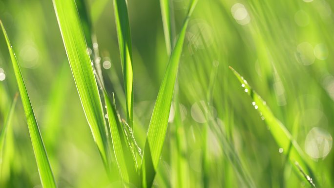 春天来了小草草地和下雨天阳光特写镜头