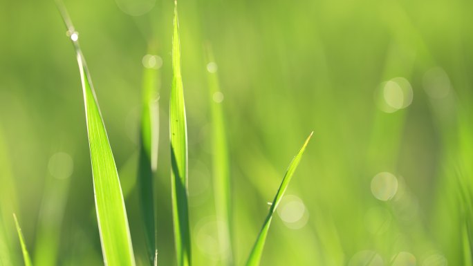 春天来了小草草地和下雨天阳光特写镜头