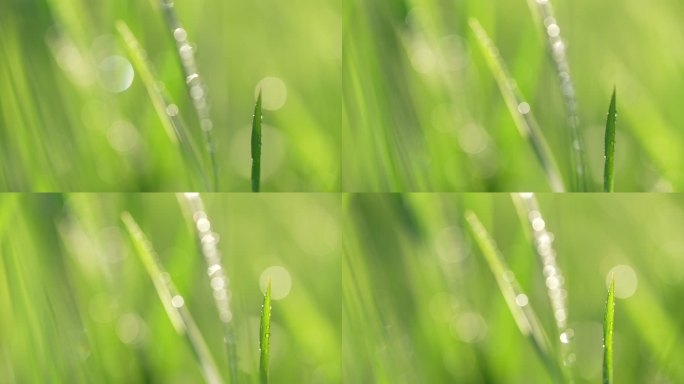 春天来了小草草地和下雨天阳光特写镜头