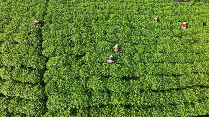生态茶山绿色农业实拍