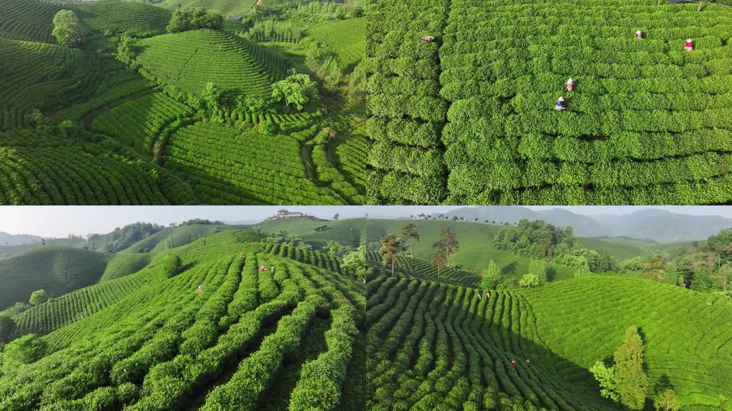 生态茶山绿色农业实拍