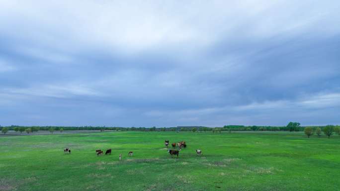 蓝天白云湿地草原，牛羊觅食！