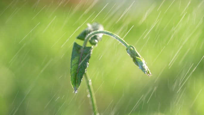 春天来了小草草地和下雨天阳光特写镜头