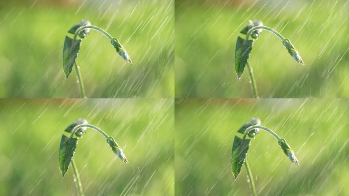 春天来了小草草地和下雨天阳光特写镜头