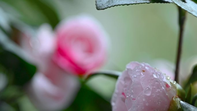 茶花花卉唯美特写多镜头合集