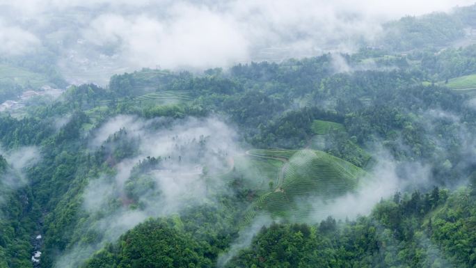 航拍山区云雾袅绕的茶山4K