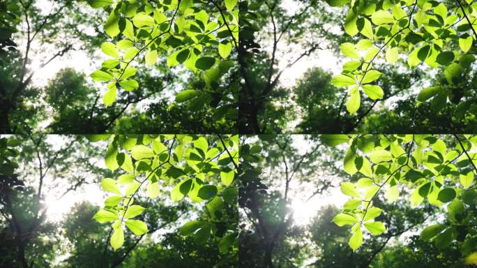 阳光透过树林，穿透了树叶