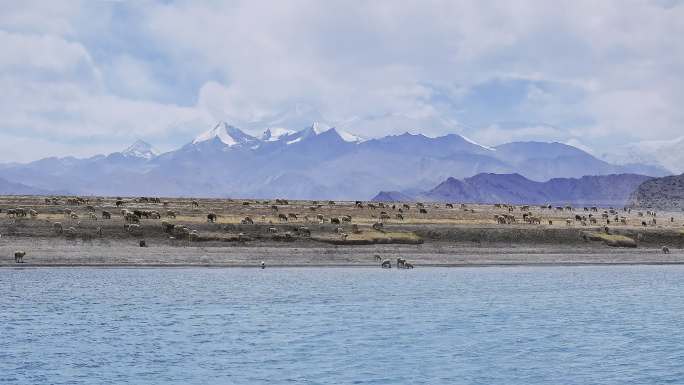 羊湖美景