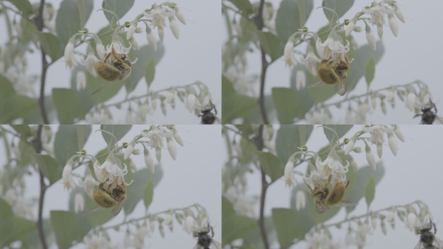 采蜜的野蜂