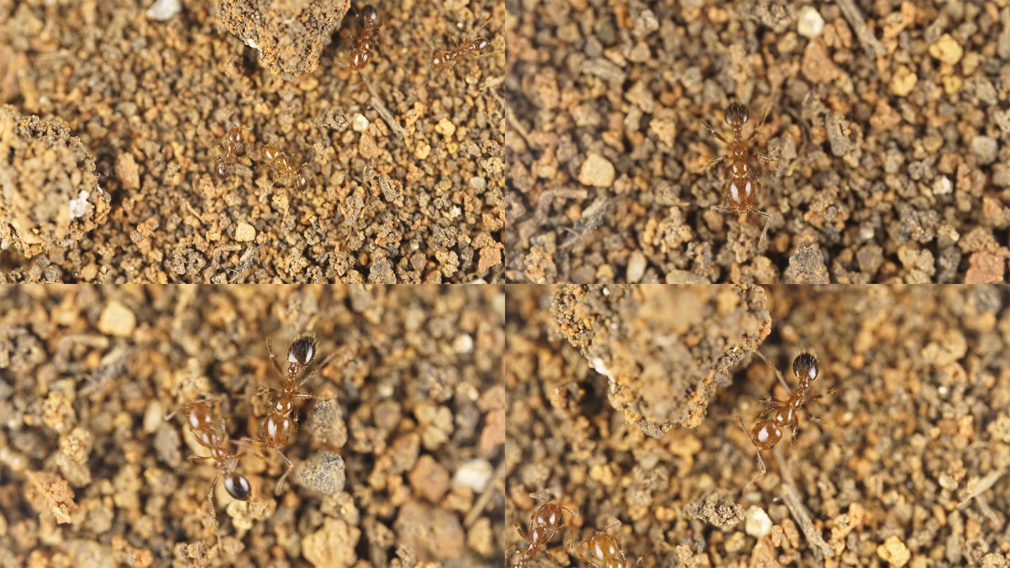 微距下的蚂蚁 红火蚁特写 4K高清素材