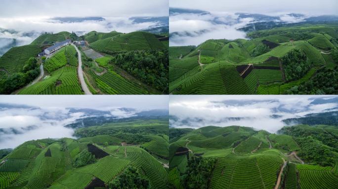 航拍山区云雾袅绕的茶山4K