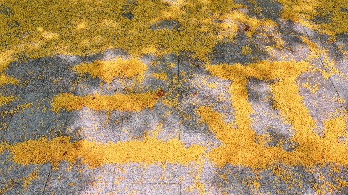 海南三亚城市街道、校园里盛开的黄色紫檀花