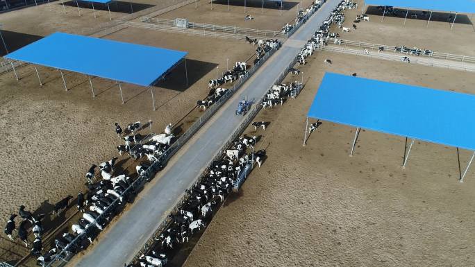 大型奶牛养殖场