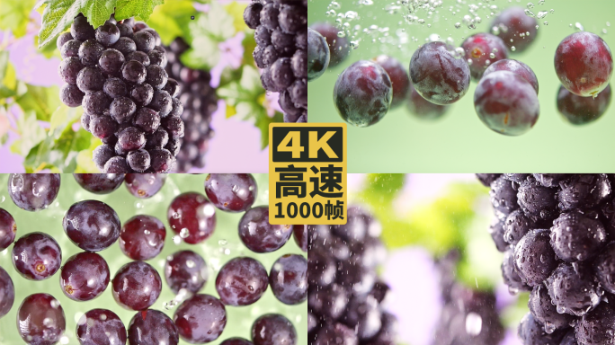 葡萄 新鲜葡萄 果园 采摘葡萄掉落落水