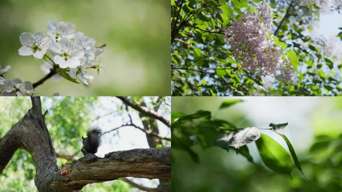 春天万物苏醒阳光绿叶花朵深林里的松鼠