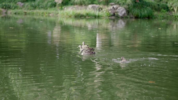 湖中野鸭 西湖野鸭 鸭子戏水