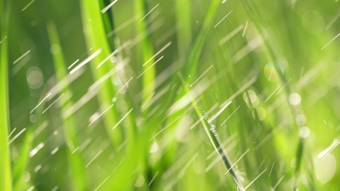 春天来了小草草地和下雨天阳光特写镜头