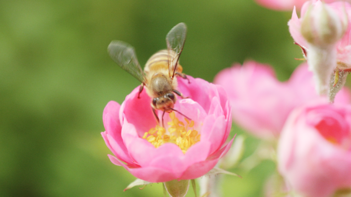 蜜蜂采蜜 自然鲜花 绿色生态