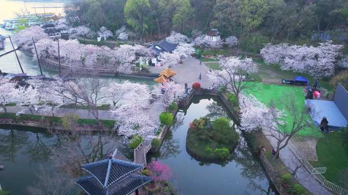 春天清晨日出无锡太湖鼋头渚樱花风景航拍