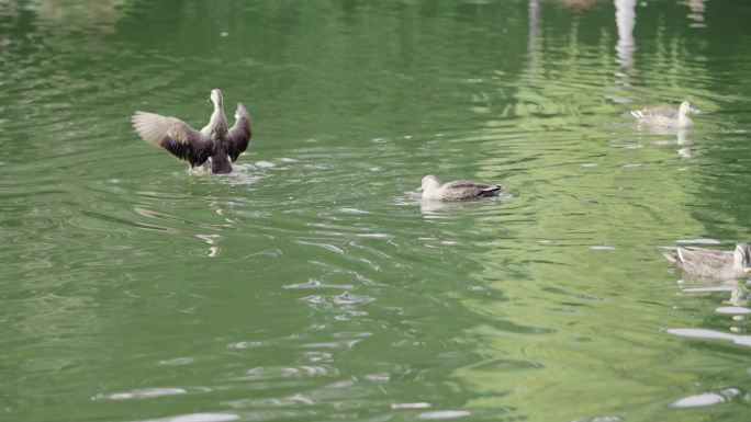 鸭子戏水 湖中野鸭 西湖野鸭