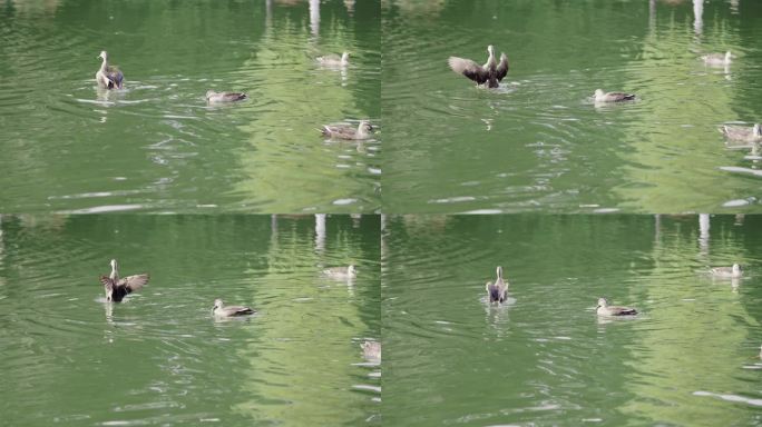 鸭子戏水 湖中野鸭 西湖野鸭